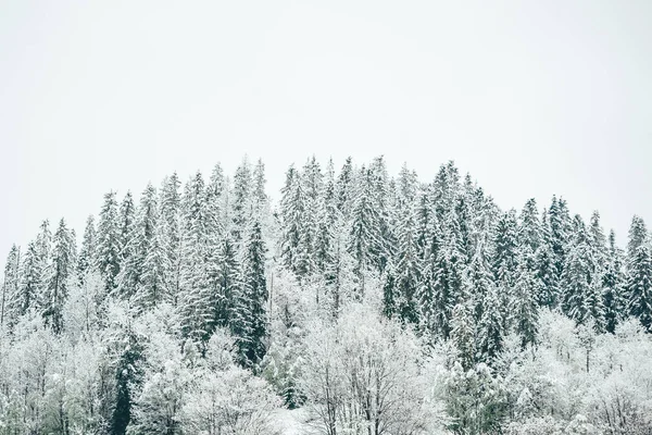 V zimním lese se sněžilo stromy. Mlhavé krajiny zimních hor. Tatra, Polsko. — Stock fotografie