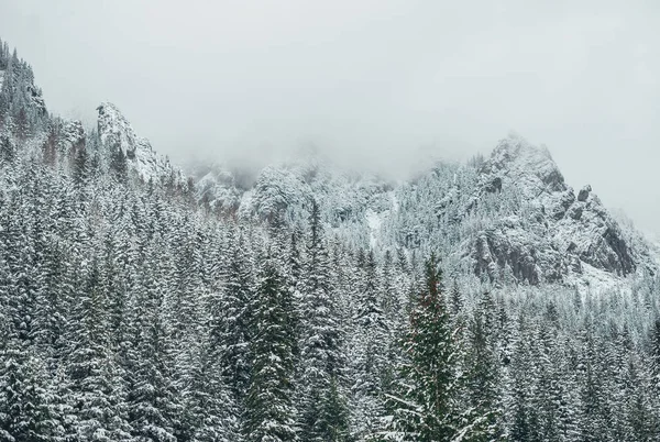 Paisagem nebulosa na temporada de inverno nas montanhas Tatra . — Fotografia de Stock