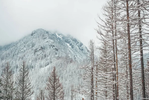 Paisagem nebulosa de montanhas cobertas de neve. Montanhas Tatra. Polónia — Fotografia de Stock