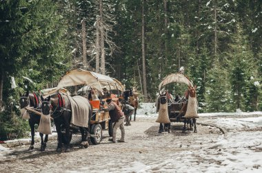 Polonya 'da Morskie Oko Gölü yakınlarında atlarla taşıma. Tatry Dağları Milli Parkı.