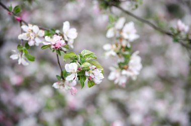Güneşli bir günde bahar ormanına karşı çiçek açan yabani elma ağacının dalı. Güzel doğal arka plan. 