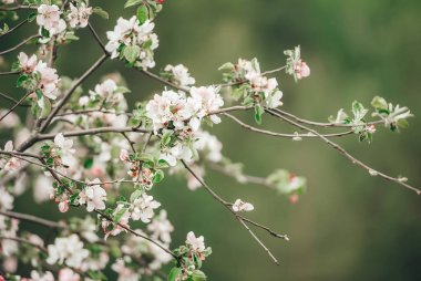 Soluk yeşil arka plan üzerinde çiçek açan yabani elma ağacı Dalı. Dalda seçici odak. Closeup