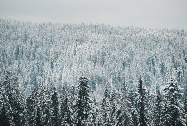 Büyüleyici kış ormanı manzarası. Güzel karla kaplı çam ağaçları. Zakopane yakınlarında. Polonya