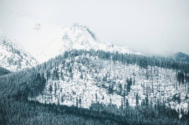 Tatra dağlarında bir kış manzarası dağ ormanı. Üstte görüntü