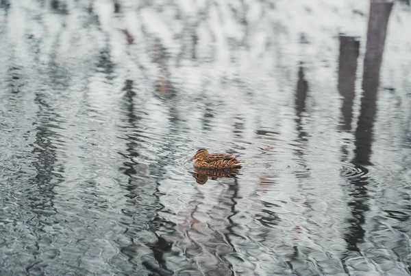 Kaczka pływać w wodzie jeziora — Zdjęcie stockowe