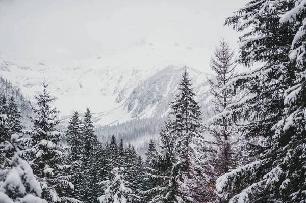 Encantadora paisagem de montanha de inverno. Belamente cobertos de neve picos altos sobre colinas. Perto de Zakopane . — Fotografia de Stock