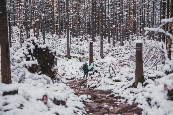 Pěší turistika v zasněženém lese nedaleko Zakopaného v jižním Polsku. — Stock fotografie