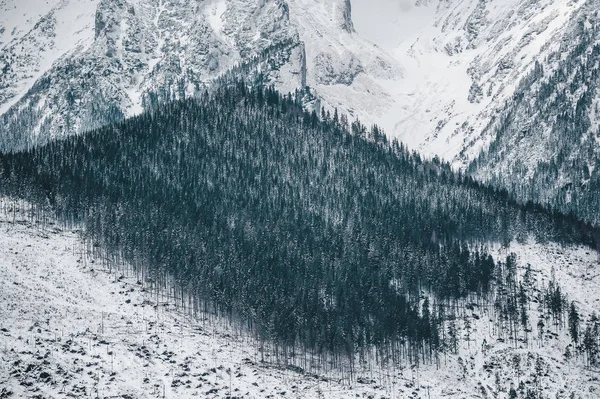 Árvores de coníferas no terreno montanhoso das montanhas Tatra. Temporada de Inverno — Fotografia de Stock