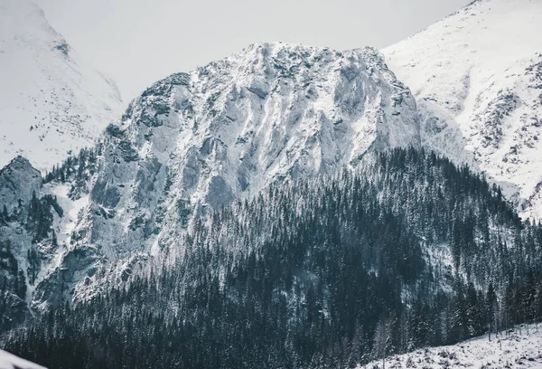 Szczyty i drzewa pokryte śniegiem w dniu zimowym. — Zdjęcie stockowe