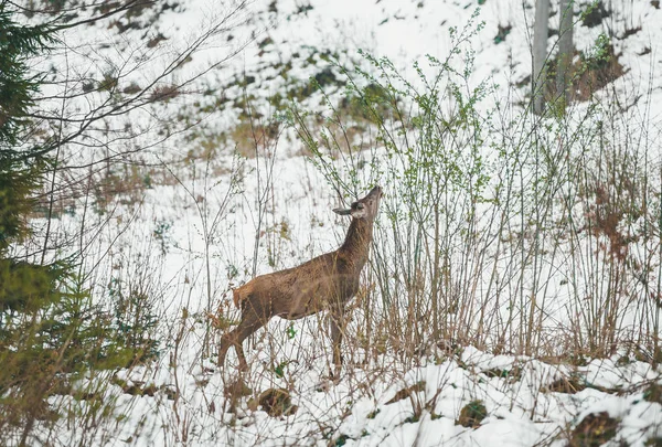 Hladová jelena s hlavou v křoví pojídáním křovin v zimním lese — Stock fotografie