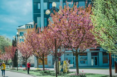 Poprad şehrinde şehir caddesinde çiçek açan pembe Oryantal kirazlar. Slovakya