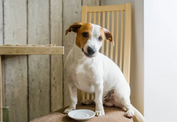 Lindo Jack Russell Terrier perro está sentado en la silla en la cocina al lado de su plato de comida vacía . —  Fotos de Stock