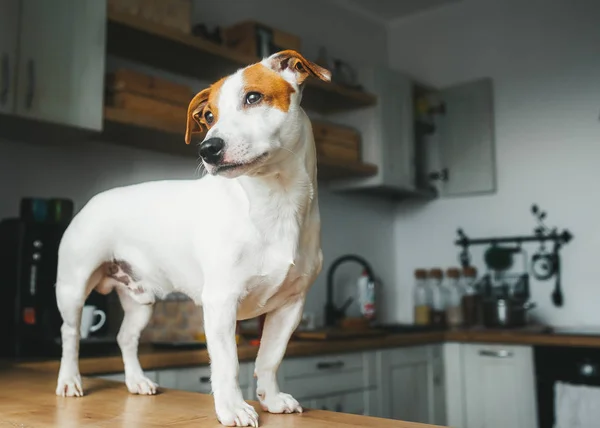 Jack Russell Terrier perro de pie sobre la mesa en la cocina casera. Retrato vertical —  Fotos de Stock