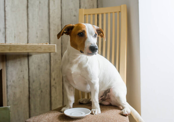 Jack Russell Terrier dog is sitting on chair in kitchen next to his empty food plate.