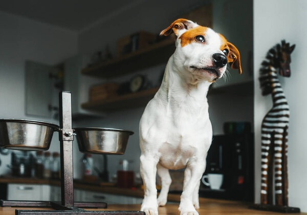 Hungry Jack Russell Terrier dog is standing next to his empty food bowl and waits for food.