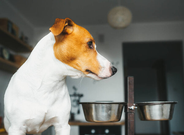 Jack Russell Terrier dog is standing next to his empty food bowl and waits for food.