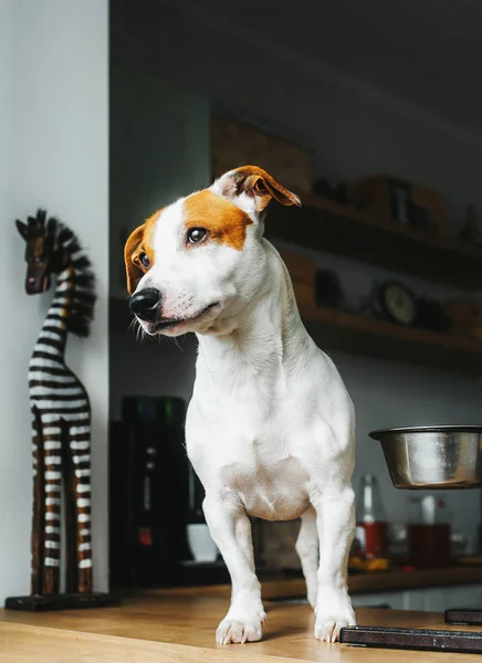 Hungry Jack Russell Terrier dog stand on the table near empty food bowl and asks for food. Vertical portrait — Stock Photo, Image