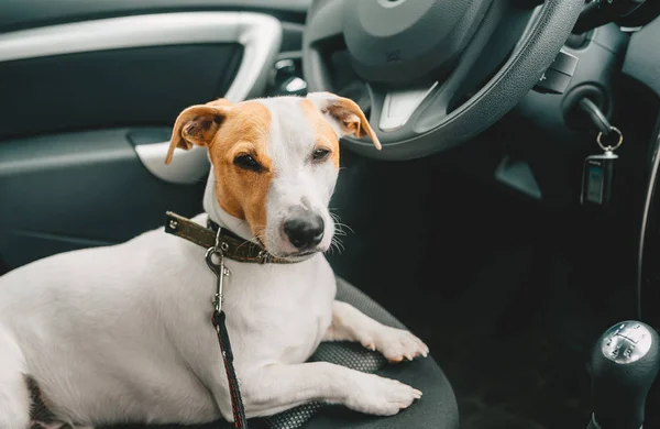 Sleepy dog lying in a car seat and waiting owner
