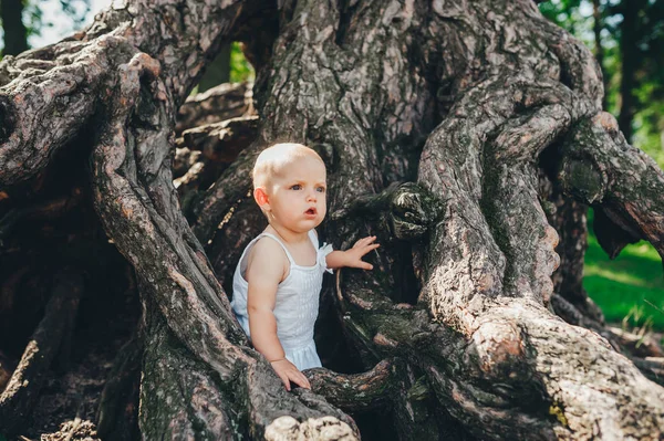 Nieuwsgierig baby kind zittend op grote oude boom en kijkt aandachtig ergens — Stockfoto