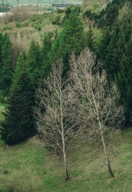 Yeşil ağaç ormanı arka planı. Slovakya.
