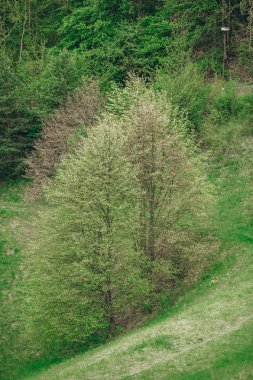 Yeşil ağaç ormanı arka planı. Slovakya. Europa. Tatra dağı