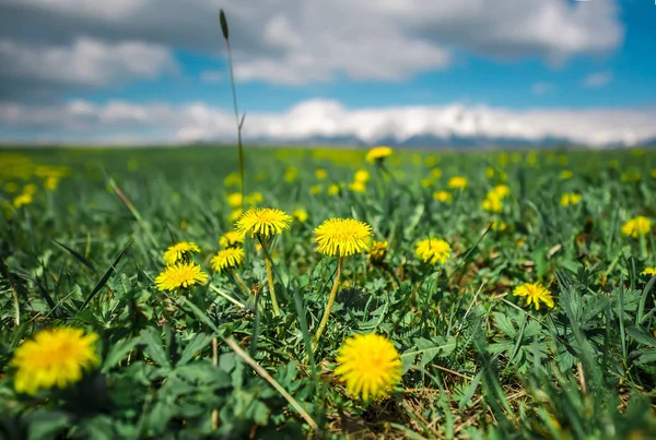 Tatra dağları, berrak mavi gökyüzü. Sarı karahindiba dolu yeşil bahar çayırları ön planda.