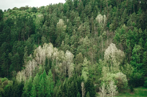 Vista aérea de la estructura de árboles verdes en el bosque . — Foto de Stock