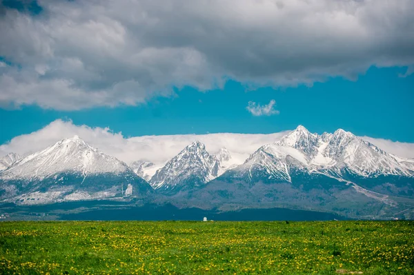 Vysoké Tatry během jarní doby na Slovensku. Pole se žlutými dandelii. — Stock fotografie