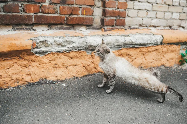 Sem-teto gato vadio esticando em uma rua — Fotografia de Stock