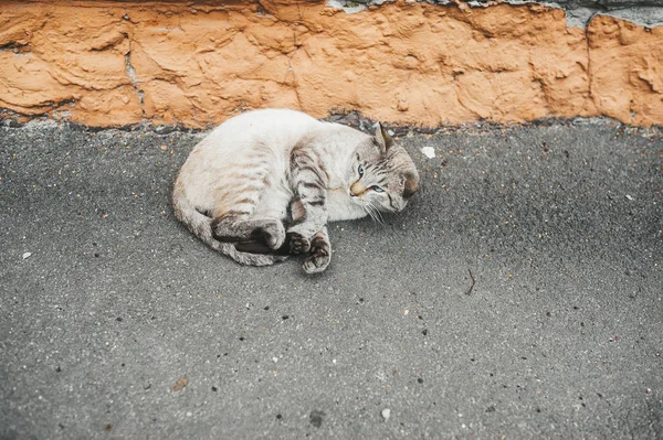 Gato callejero sin hogar acostado en asfalto cerca de casa . — Foto de Stock