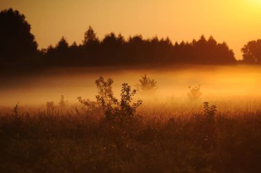 Gün batımı alanı sis manzara. Sisli orman alanı günbatımı panoraması.