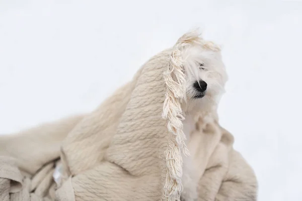 Maltese hond liggend thuis op het bed bedekt met een deken — Stockfoto