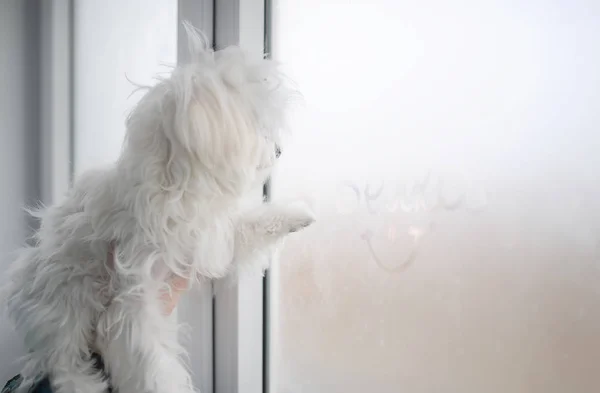 Cão maltês bonito sentado à janela. Dia de inverno . — Fotografia de Stock