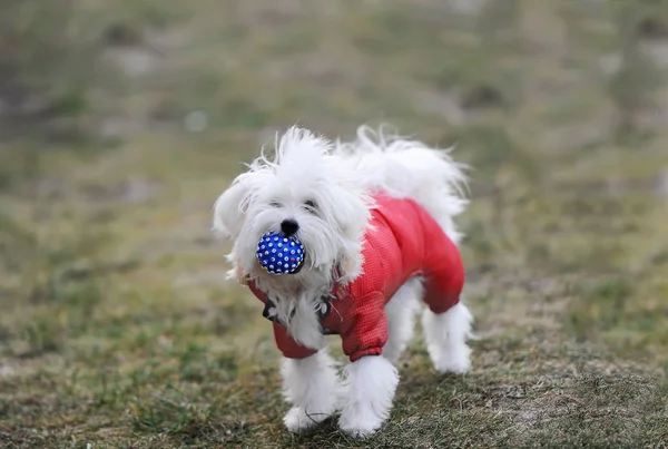 Verspielter maltesischer Hund fängt Ball auf grünem Gras im Park. — Stockfoto