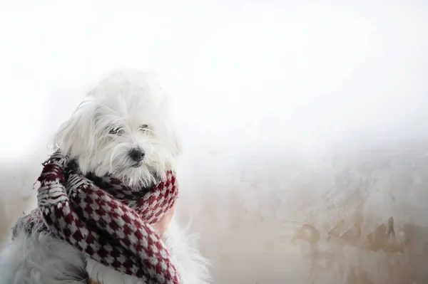 Maltese dog wrap up in grey knitted scarf near the window in winter time indoors. — Stock Photo, Image