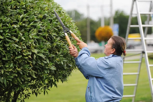 Vrouw snijdt struiken met een schaar in het stadspark. Werknemer trimmen en Landscaping groene struiken. — Stockfoto