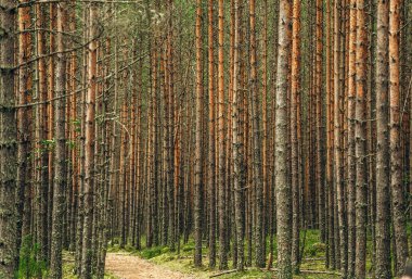 Ormandaki çam ağaçları. Güzel orman arka plan