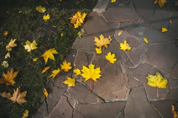 Herbstblätter von Ahornbäumen liegen auf dem Fußweg der Stadt. Ansicht von oben — Stockfoto