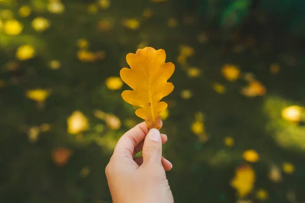 Folha de carvalho amarelo outono na mão de uma mulher no fundo grama verde . — Fotografia de Stock
