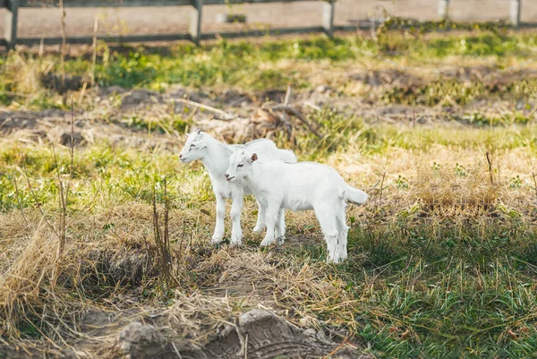 Due simpatici capretto bianco capra in una fattoria . — Foto Stock