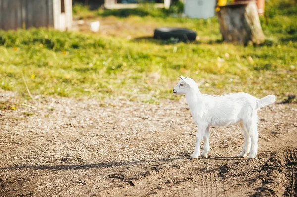 Singola capra bambino in piedi da solo isolato in una fattoria — Foto Stock