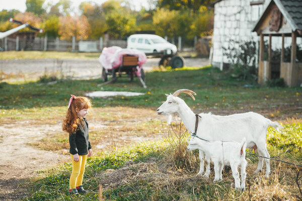 Little girl with red hair playing with white goat.