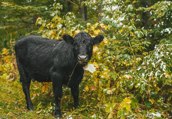 Mucca nera con su un pascolo di montagna vicino alla foresta in giorno d'autunno. Primo piano — Foto Stock