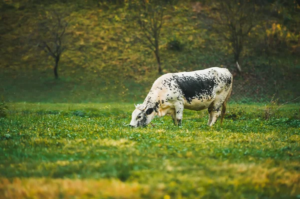 Una mucca da latte olandese mangia erba nel pascolo verde — Foto Stock