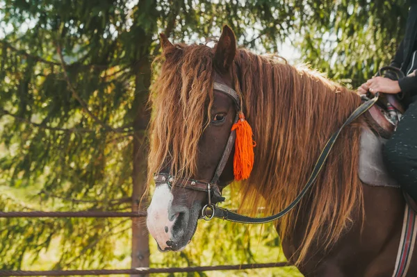 Närbild av en inhemsk häst på naturlig bakgrund utomhus landsbygd scen. Sidovy — Stockfoto