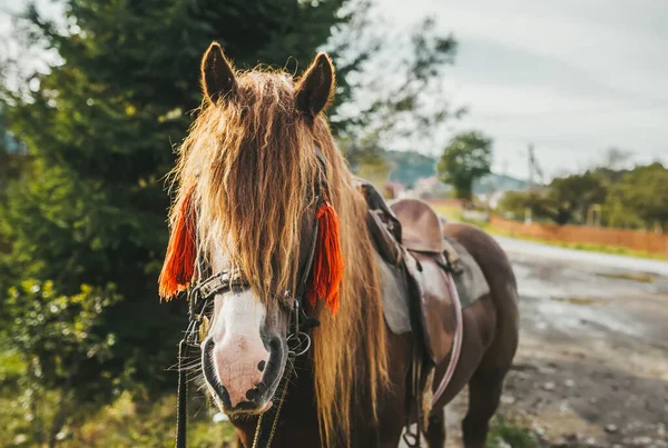 Beautiful brown horse head with braids is standing in a village in the Carpathians. Closeup — Stock Photo, Image