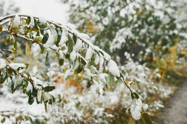 Första snön på senhösten. Trädgren med gröna blad täckta av den första snön. — Stockfoto