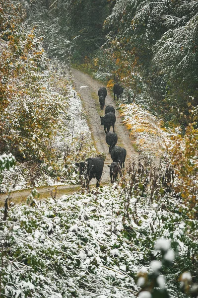 Stado krów spacerujących przez zaśnieżone pastwiska w zimie — Zdjęcie stockowe
