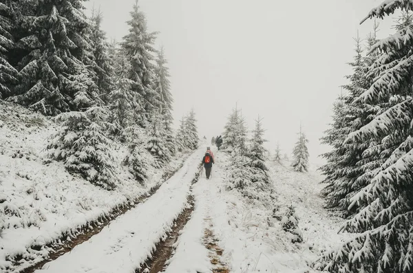 Skupina turistů kráčejících zimou zamlženým sněhem pokrytým lesem. Pohled zezadu — Stock fotografie