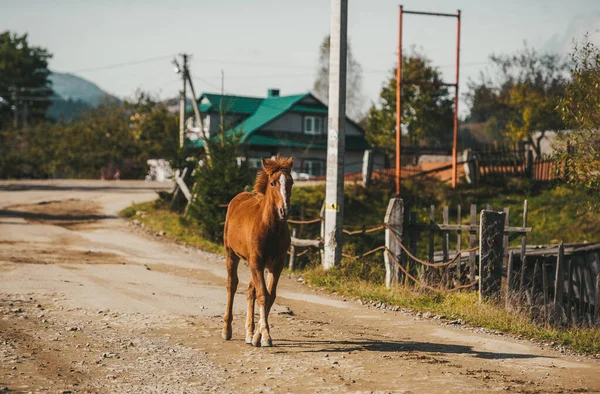 Brown horse is walking on dirt rural road in Ukraine